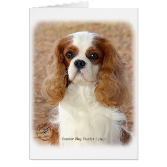 Cavalier King Charles Spaniel 9L005D-08 Card