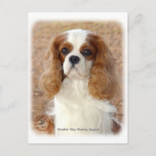 Cavalier King Charles Spaniel 9L005D-08 Postcard