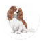 Cavalier King Charles Spaniel (A) - Blenheim 1