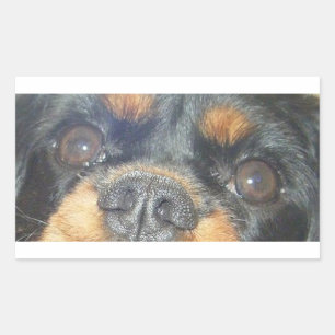 cavalier king charles spaniel black tan eyes rectangular sticker