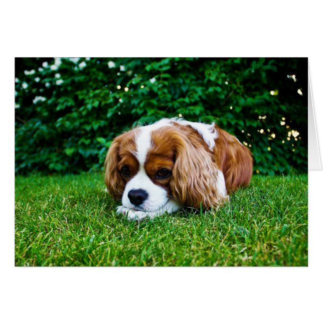 Cavalier King Charles Spaniel Blenheim in Grass (Front Horizontal)