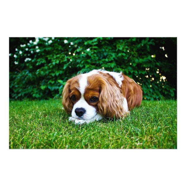 Cavalier King Charles Spaniel Blenheim in Grass Photo Print (Front)