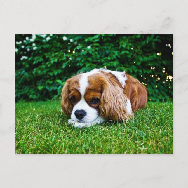 Cavalier King Charles Spaniel Blenheim in Grass Postcard (Front)