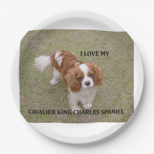 Cavalier-king-charles-spaniel blenheim love w pic. paper plate