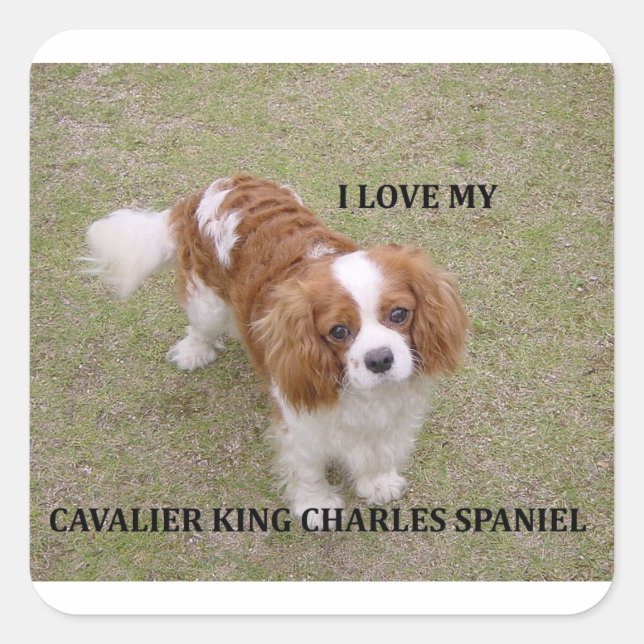 Cavalier-king-charles-spaniel blenheim love w pic. square sticker (Front)