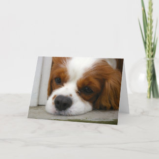 Cavalier King Charles Spaniel Card