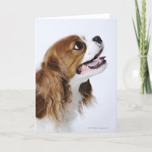Cavalier King Charles Spaniel Card