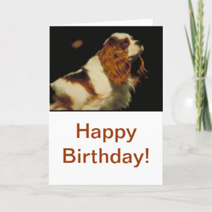 Cavalier King Charles Spaniel Card