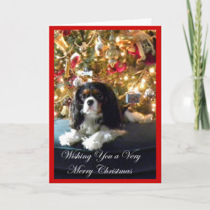 Cavalier King Charles Spaniel Christmas Card