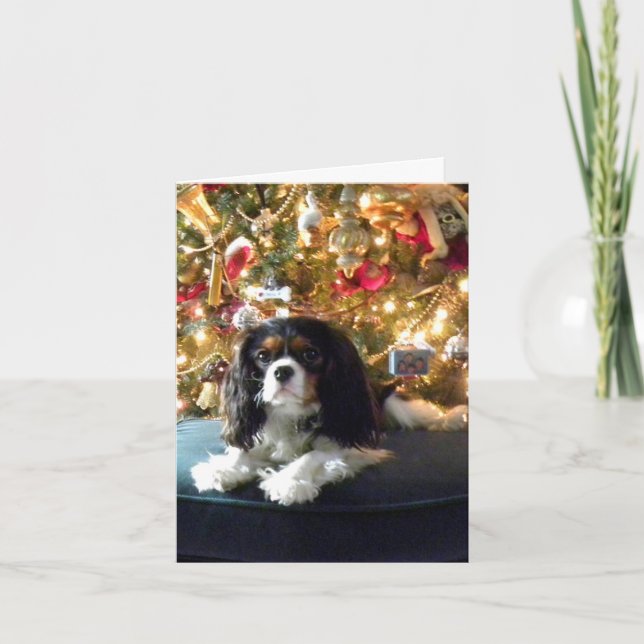 Cavalier King Charles Spaniel Christmas Card (Front)