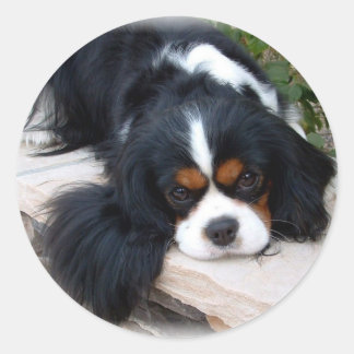 Cavalier King Charles Spaniel Classic Round Sticker