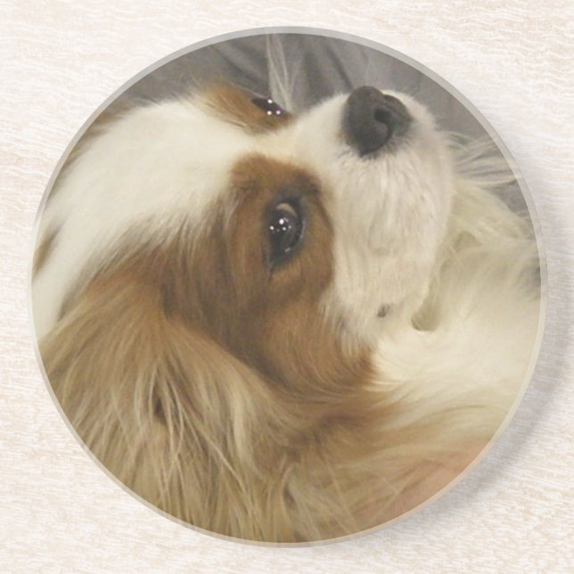 Cavalier King Charles Spaniel Coasters (Front)