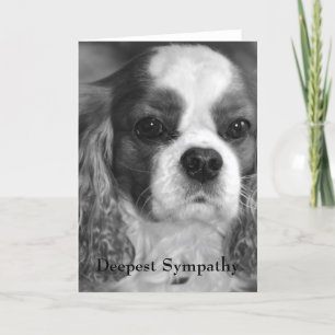 Cavalier King Charles Spaniel Deepest Sympathy Card