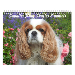 Cavalier King Charles Spaniel Dog #2 Calendar