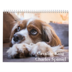 Cavalier King Charles Spaniel Dog Calendar