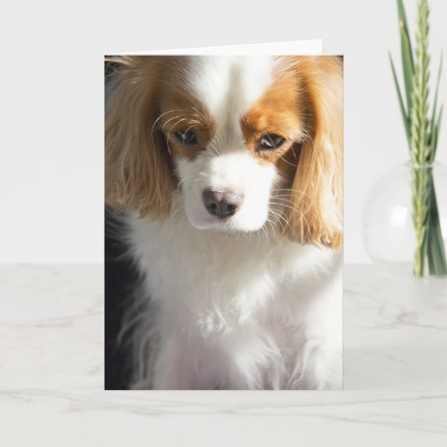 Cavalier King Charles Spaniel Dog Lover Blank Card (Front)