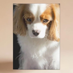 Cavalier King Charles Spaniel Dog Lover Blank Card