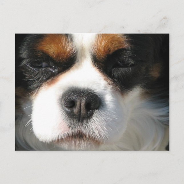 Cavalier King Charles Spaniel Dog Postcard (Front)