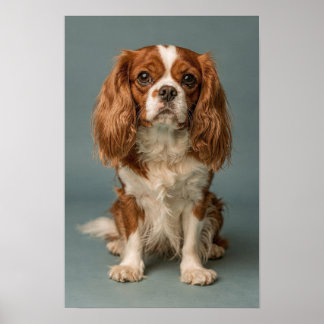 Cavalier King Charles Spaniel Dusty Blue Portrait Poster