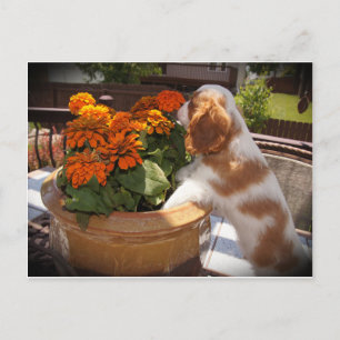 Cavalier King Charles Spaniel Flowers Postcard