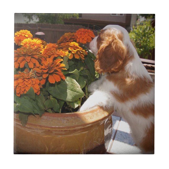 Cavalier King Charles Spaniel Flowers Tile (Front)