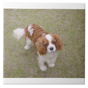 Cavalier-king-charles-spaniel full ceramic tile