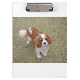 Cavalier-king-charles-spaniel full clipboard