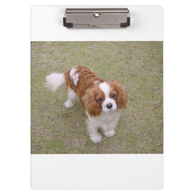 Cavalier-king-charles-spaniel full clipboard (Front)