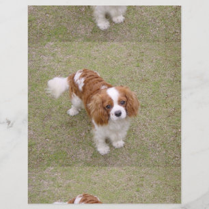Cavalier-king-charles-spaniel full flyer