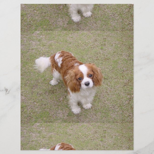 Cavalier-king-charles-spaniel full flyer (Front)