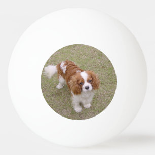 Cavalier-king-charles-spaniel full ping pong ball