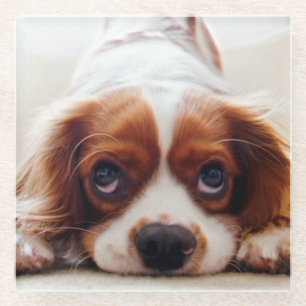 Cavalier King Charles Spaniel Glass Coaster