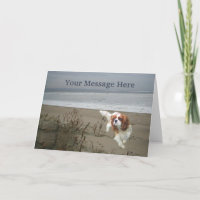 Cavalier King Charles Spaniel Greeting Card