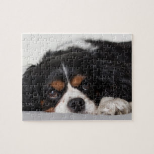 Cavalier King Charles Spaniel Jigsaw Puzzle
