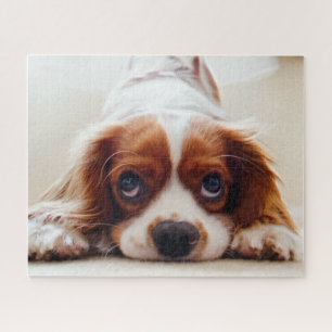 Cavalier King Charles Spaniel Jigsaw Puzzle