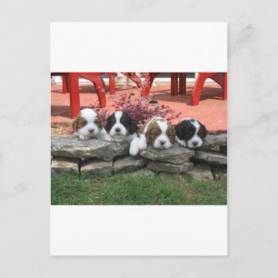 Cavalier King Charles Spaniel Litter Postcard