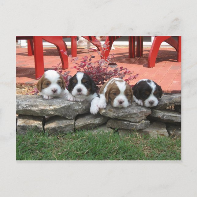 Cavalier King Charles Spaniel Litter Postcard (Front)