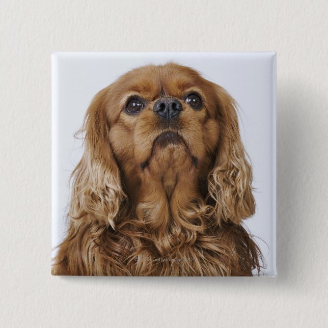 Cavalier King Charles Spaniel looking up 15 Cm Square Badge (Front)