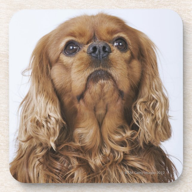 Cavalier King Charles Spaniel looking up Coaster (Front)