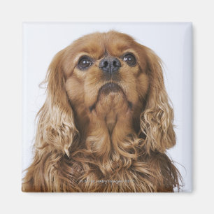 Cavalier King Charles Spaniel looking up Magnet