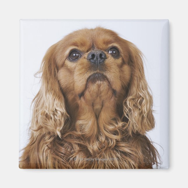 Cavalier King Charles Spaniel looking up Magnet (Front)