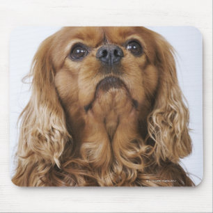 Cavalier King Charles Spaniel looking up Mouse Pad