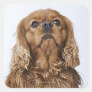 Cavalier King Charles Spaniel looking up Square Sticker