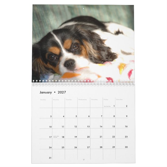 Cavalier King Charles Spaniel Love! Calendar (Jan 2027)