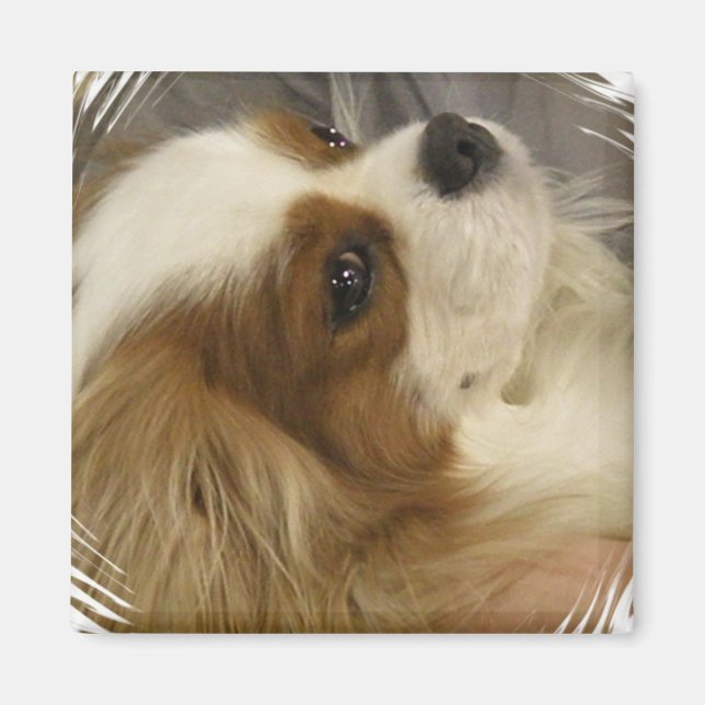 Cavalier King Charles Spaniel Magnet (Front)