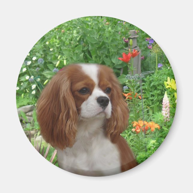 Cavalier King Charles Spaniel Magnet (Front)