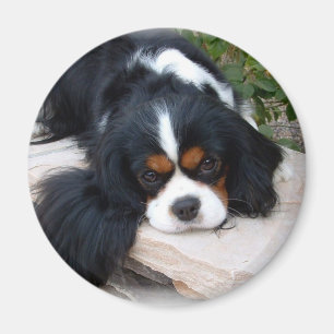 Cavalier King Charles Spaniel magnet