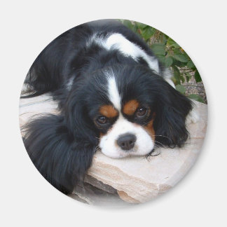 Cavalier King Charles Spaniel magnet