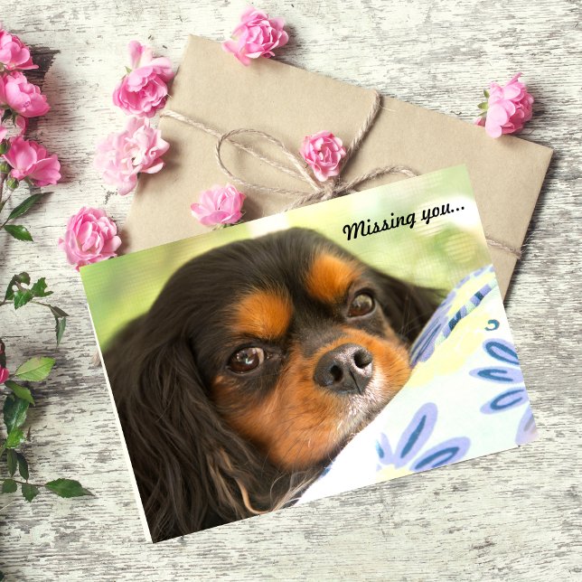 Cavalier King Charles Spaniel Missing You Card (Creator Uploaded)