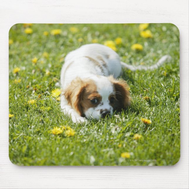 Cavalier King Charles Spaniel Mouse Pad (Front)